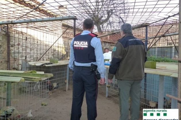 Granja gallos ilegales Mollet ACN