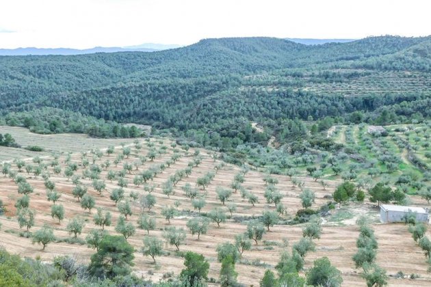 DOP les garrigues olives territori
