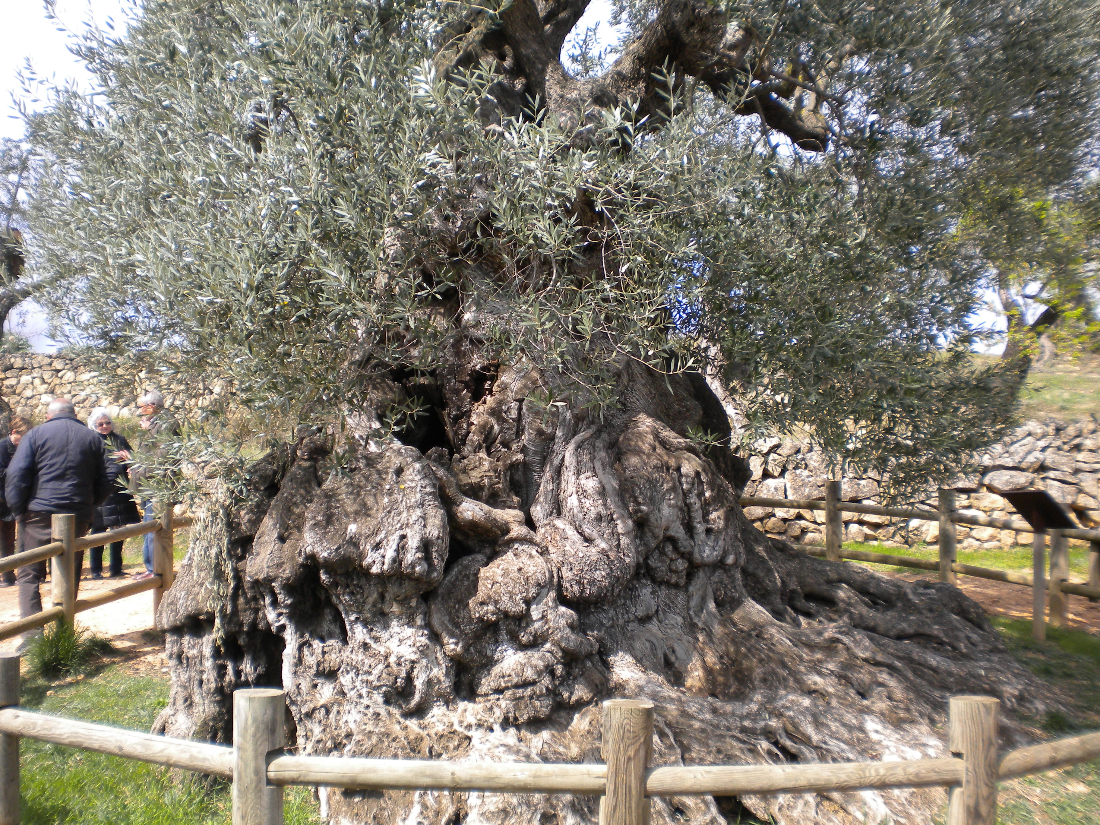 LoParot   olivera   wikimedia