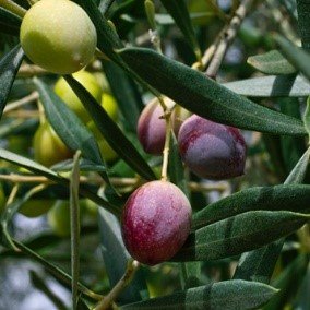 morruda   oliva   DOP