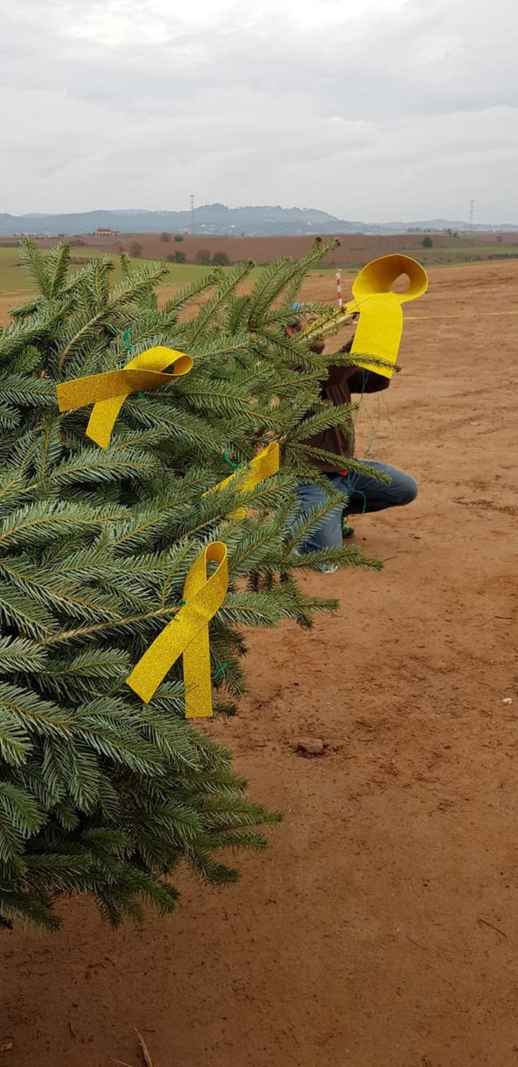 Planten l'avet per la llibertat davant de Lledoners