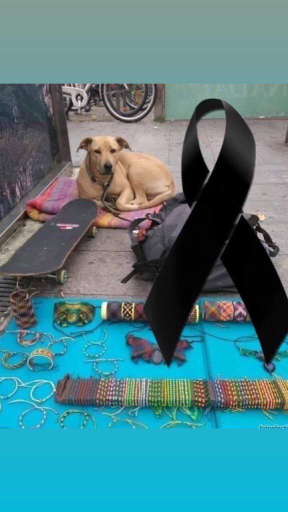 perrito muerto guardia urbana