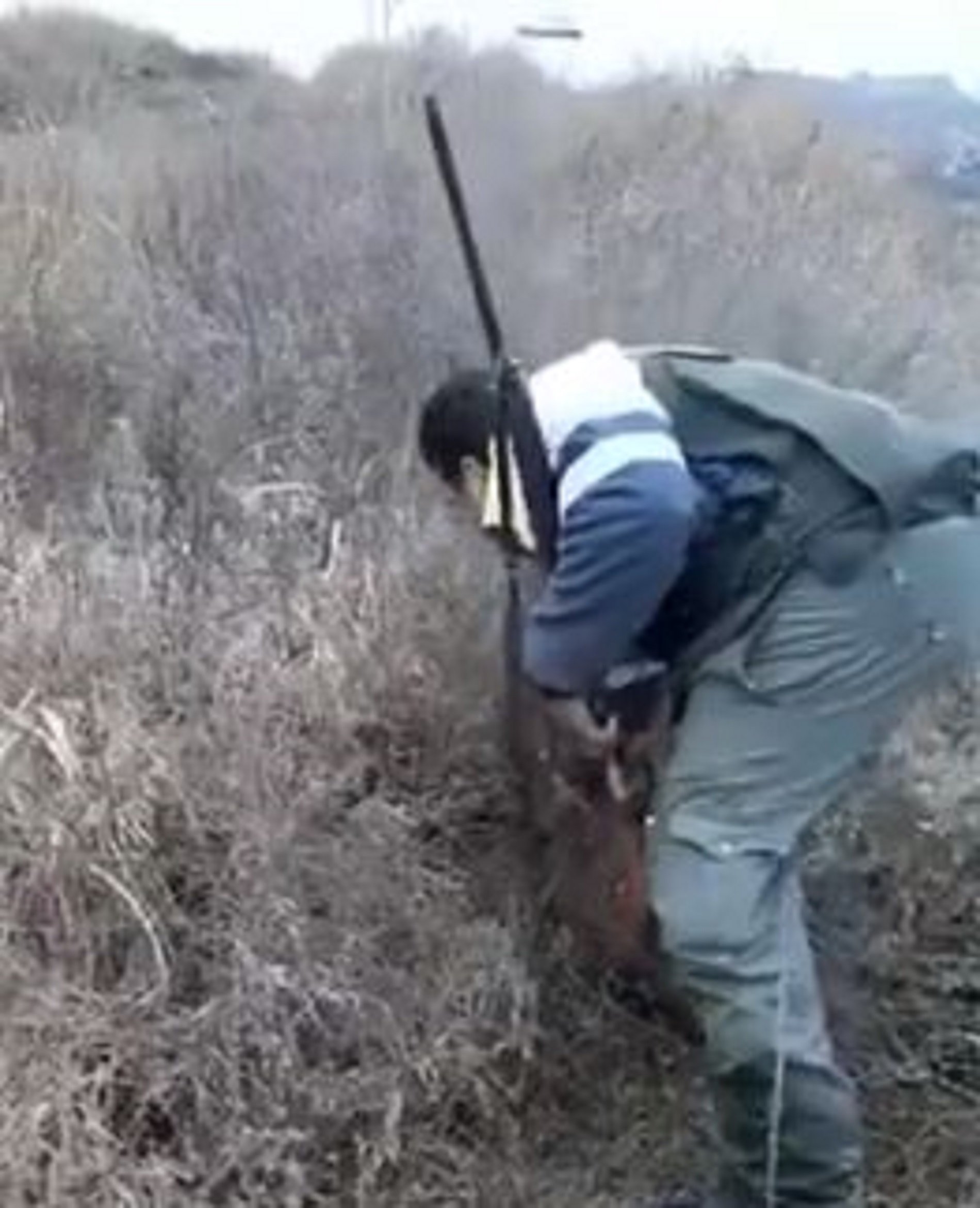 Vídeo: Un cazador tortura hasta la muerte un zorro
