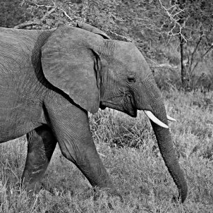 Elefant (Pxhere) Elefant (Pxhere)