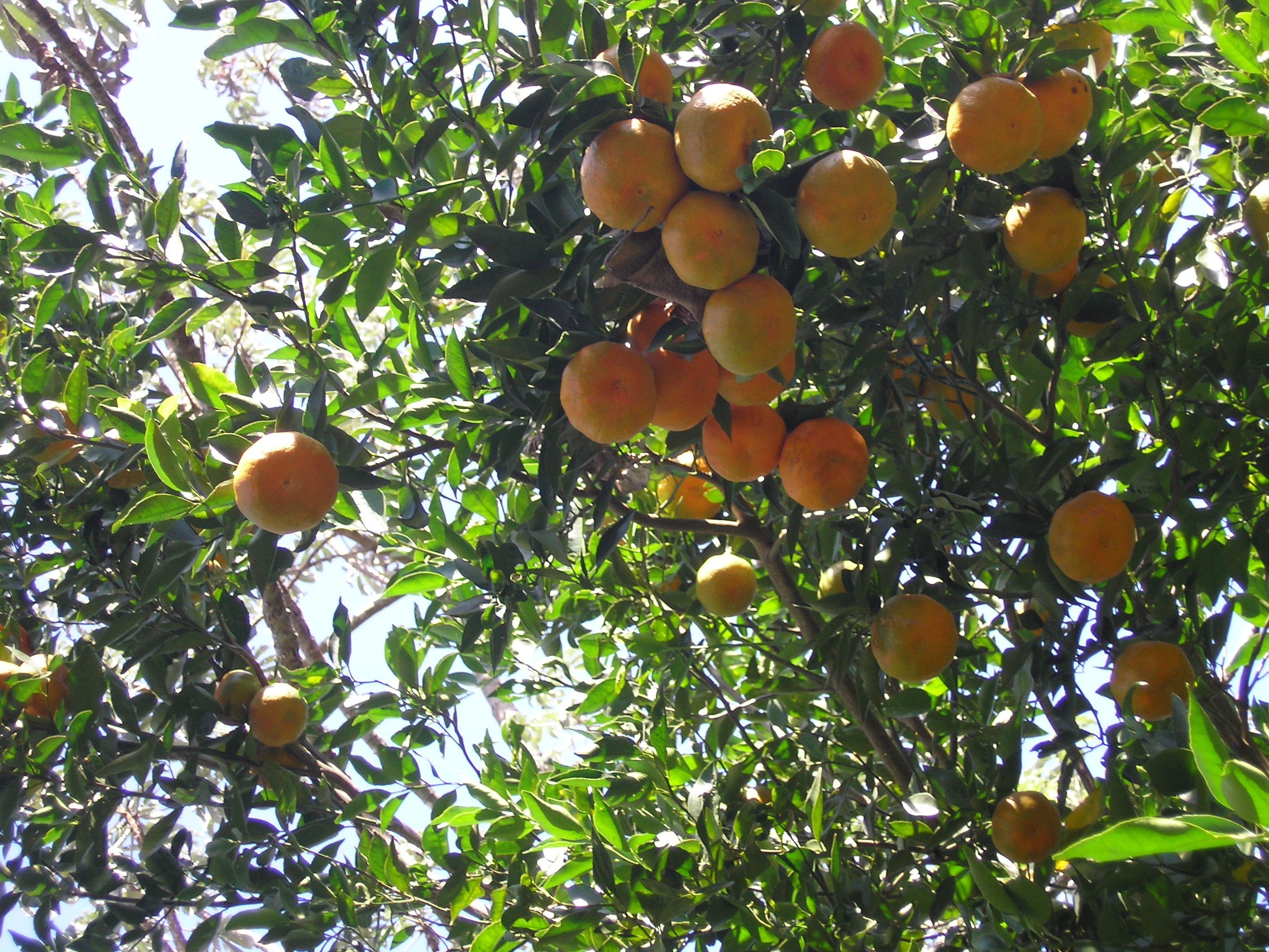 Los citricultores arruinados por la competencia desleal de naranjas sudafricanas