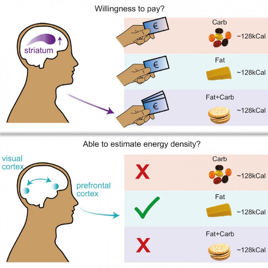 cell metabolism difeliceantonio et al