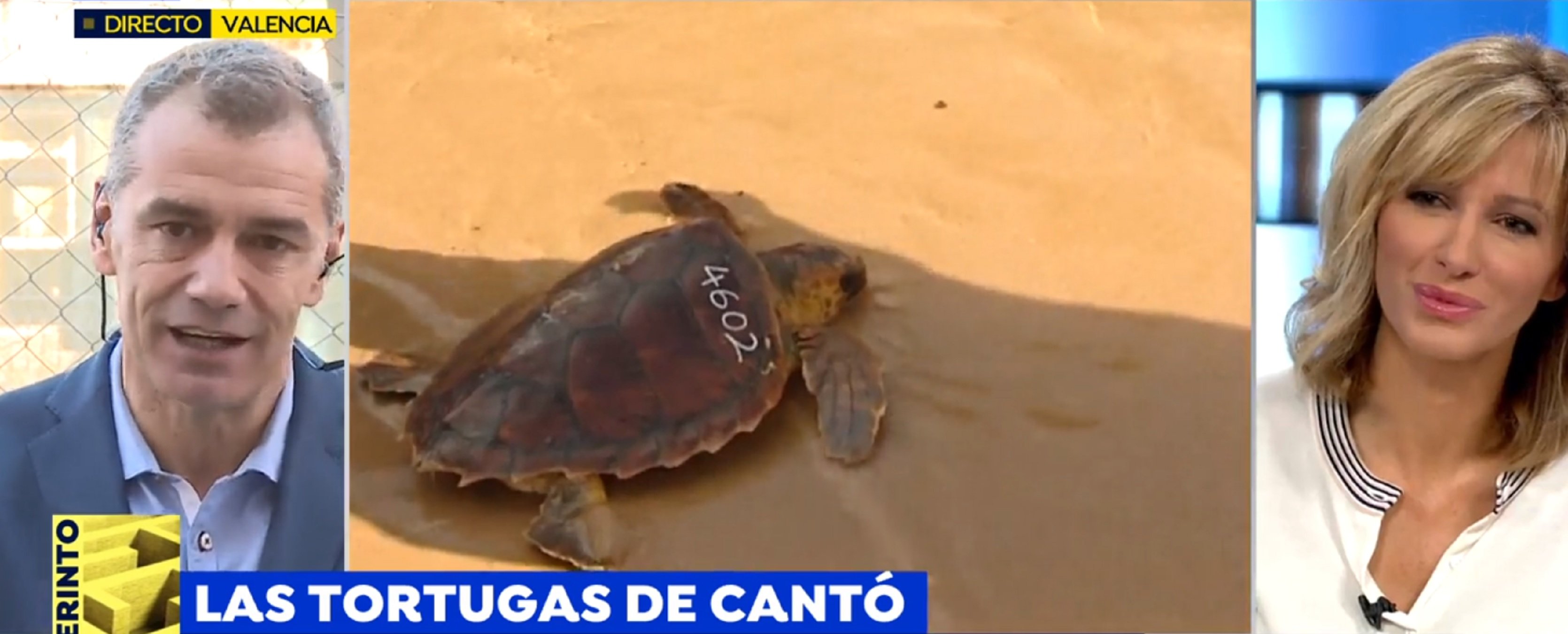 tortugues ant3