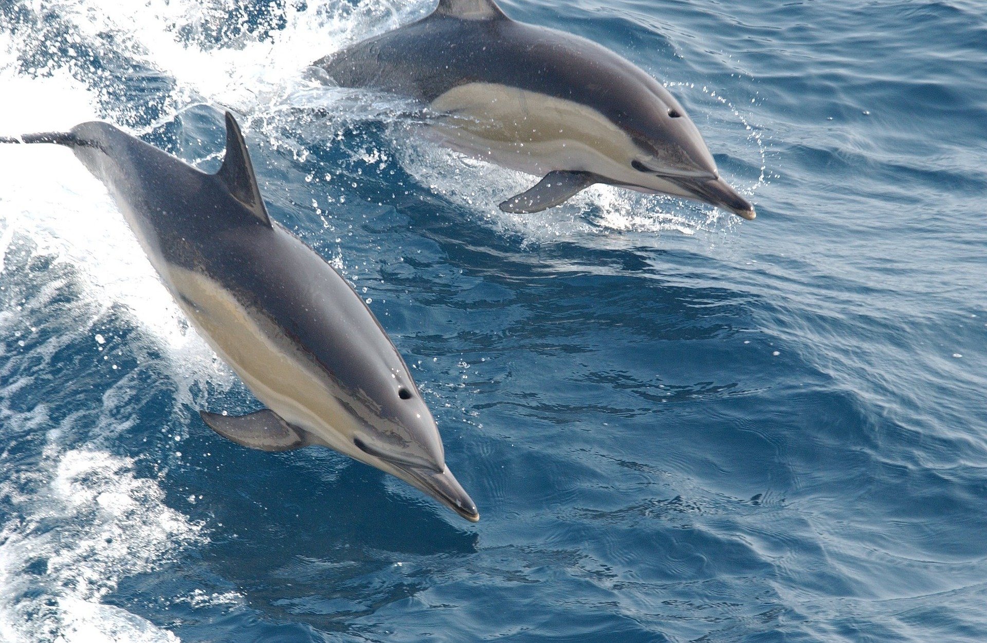 Rusia tiene delfines entrenados para defender la costa de Crimea, según la inteligencia británica