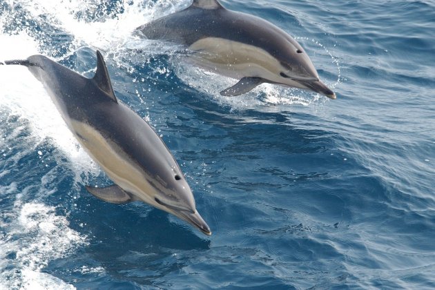 delfines mamifers marinos pixabay