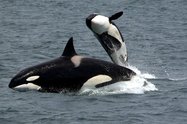 mamifers marinos orca pixabay