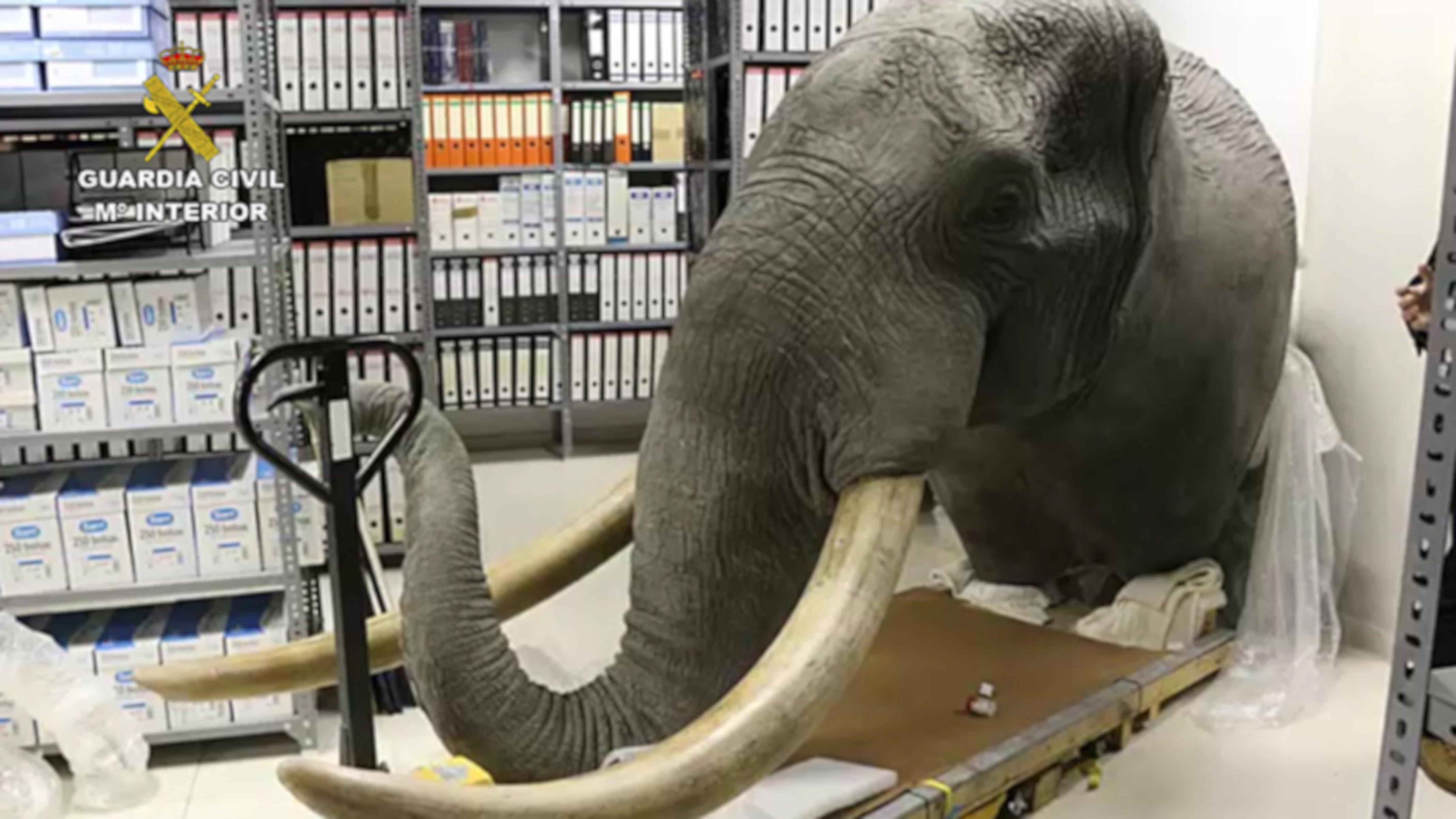 Una cabeza de elefante, decomisada por la Guardia Civil