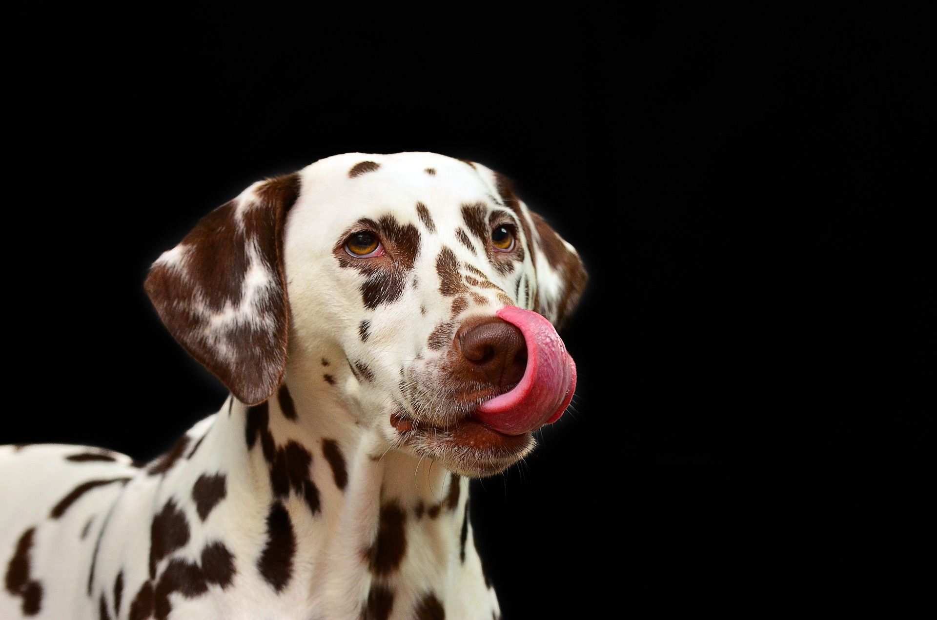 El paraíso de los perros está en Nou Barris