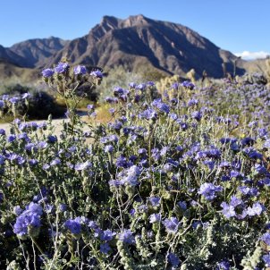 flores estados unidos medio ambiente efe flores estados unidos medio ambiente efe