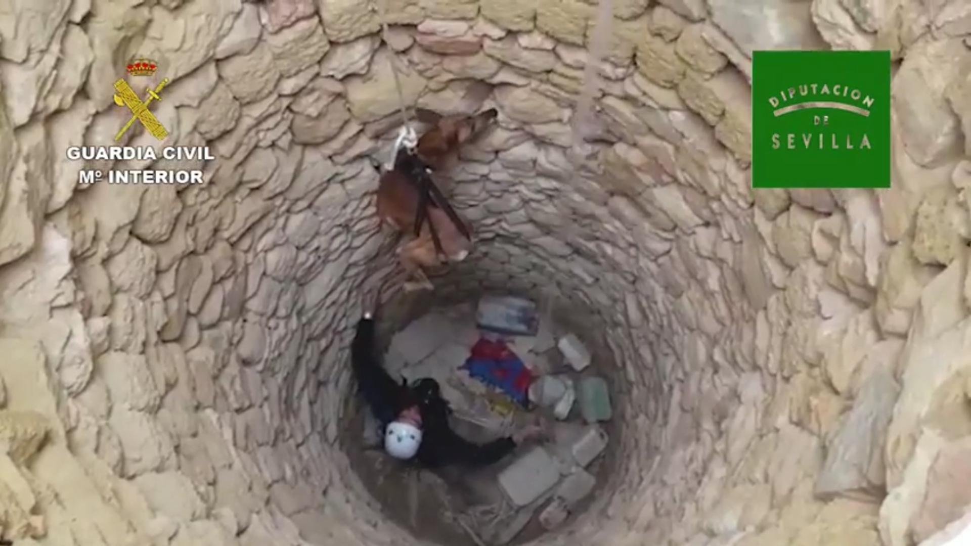 Vídeo: Rescatan tres galgos que habían sido lanzados dentro de un pozo
