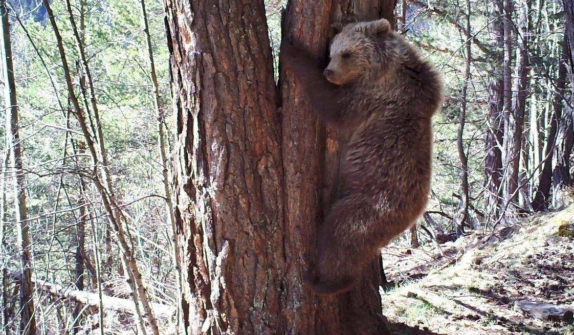 Donen per mort l'ós Pyros, pare i avi de la majoria d'óssos del Pirineu