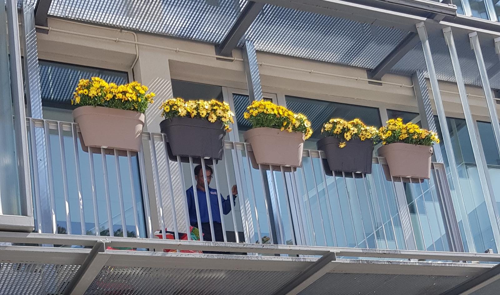 El Ayuntamiento de Premià de Dalt sustituye el lazo amarillo por flores amarillas