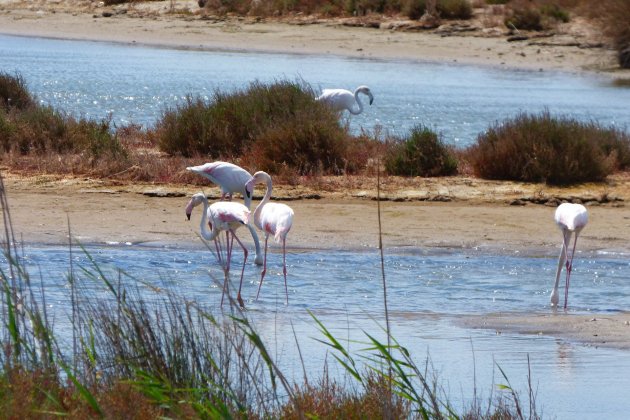 flamencos Delta Ebro - Pixabay