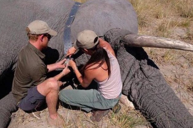 meghan enric elefante