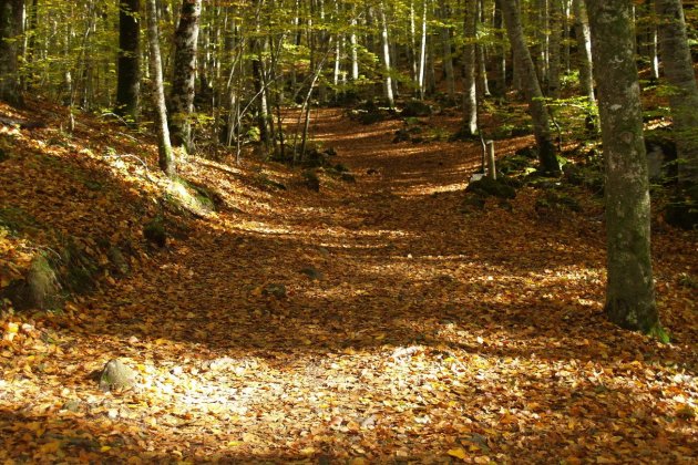 Fageda d'en Jordà - Flickr Núria Ramoneda