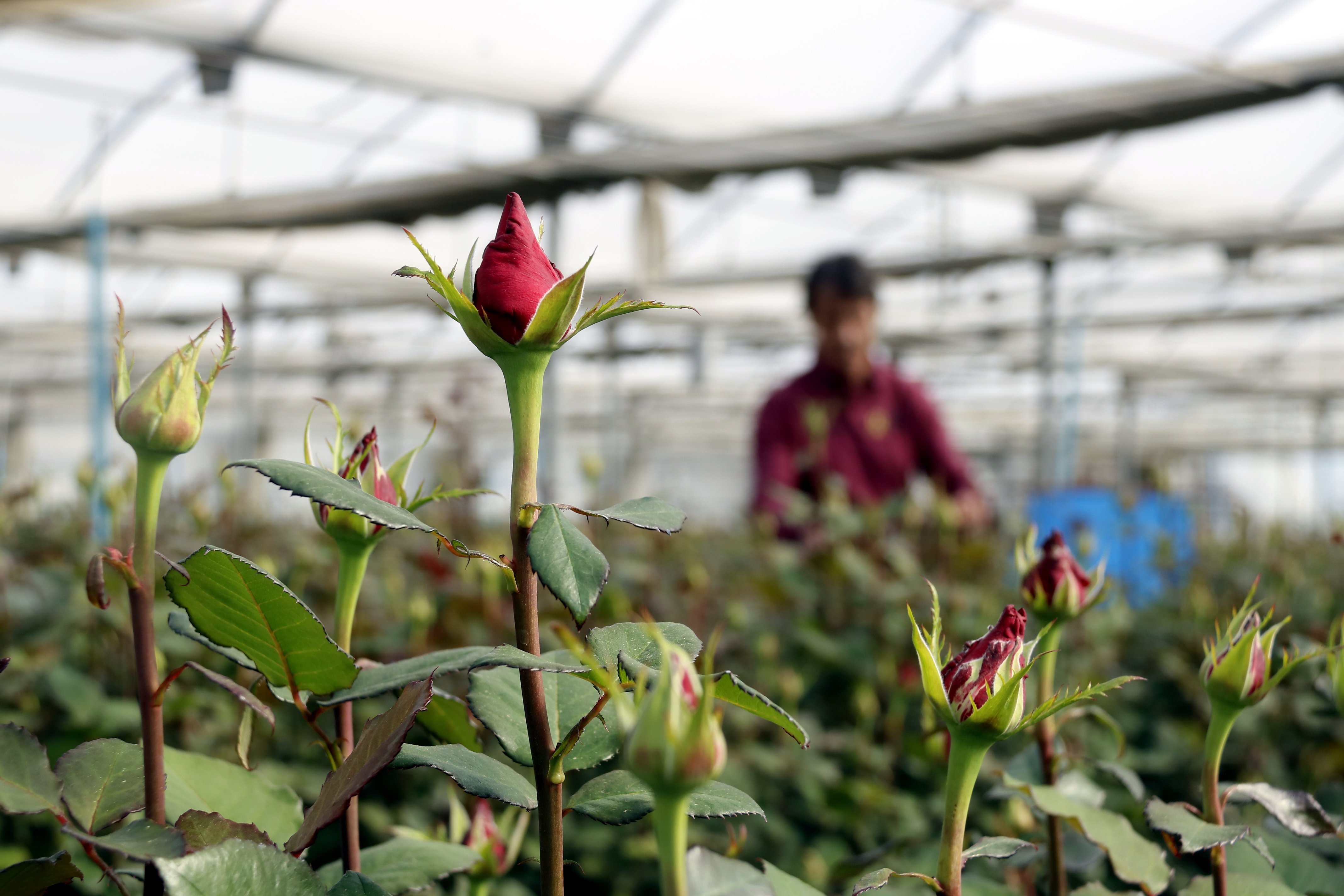 Els floricultors preveuen un Sant Jordi de rècord