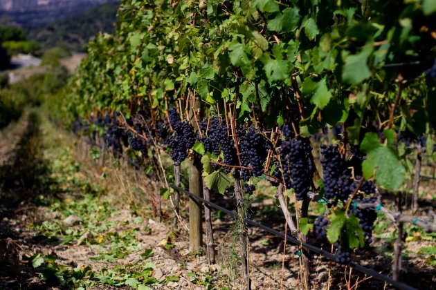 vinyes priorat - flickr