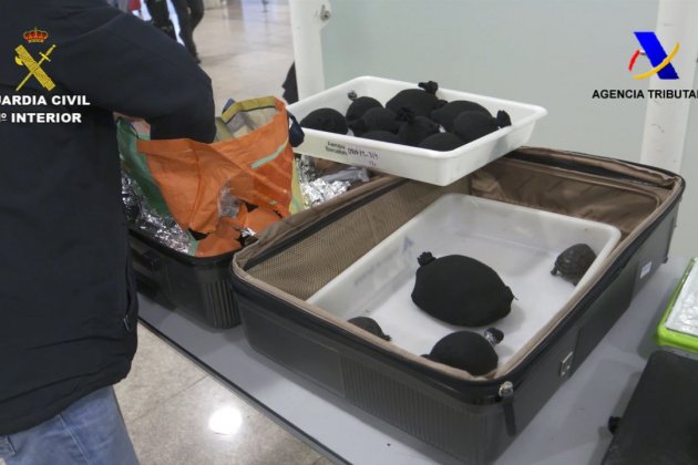 tortugues aeroport Prat ACN tortugues aeroport Prat ACN