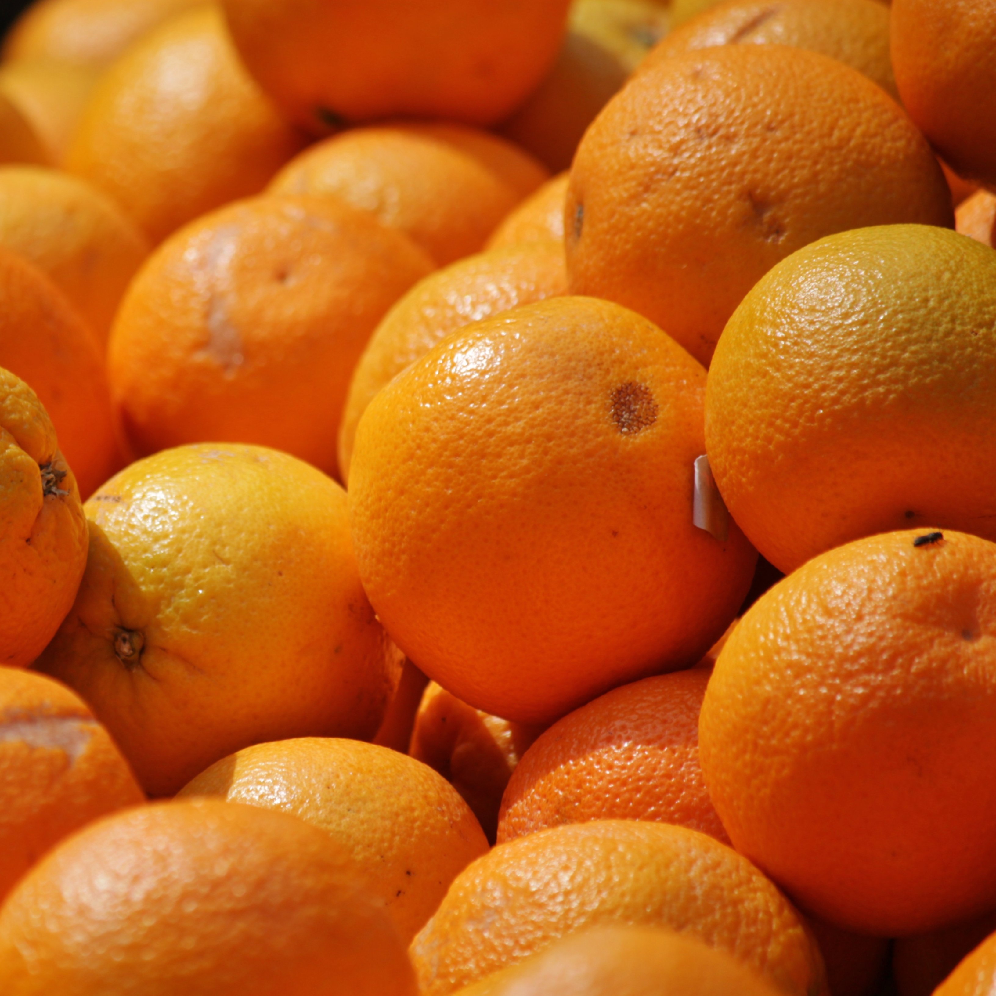Alerta: las naranjas de Sudáfrica pueden contener pesticidas prohibidos por la UE