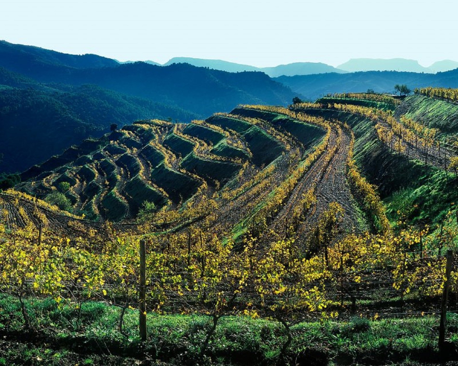 Escápate al Priorat, tierra de vinos