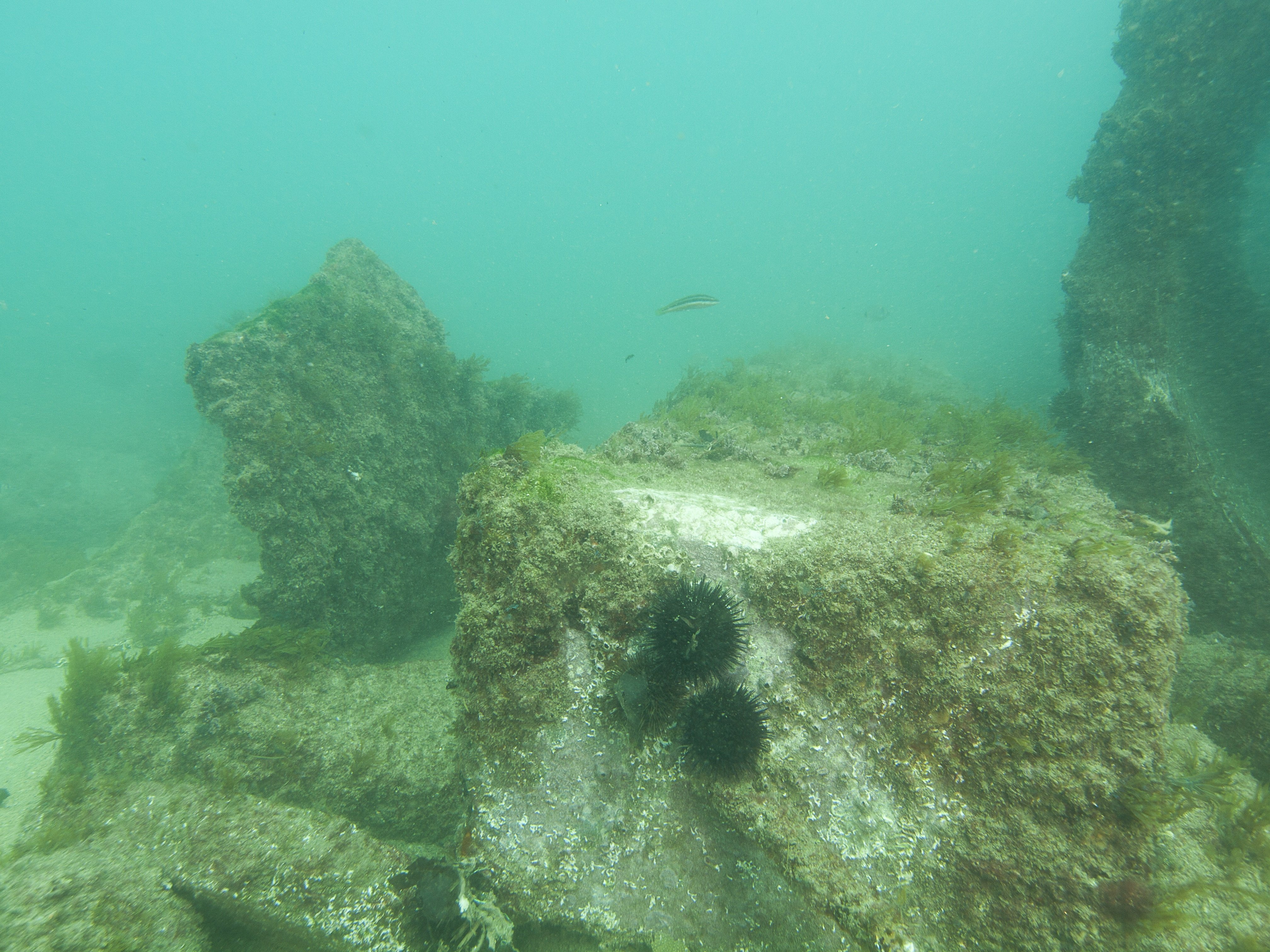 Colonizació pantalanes Badalona Colonizació pantalanes Badalona