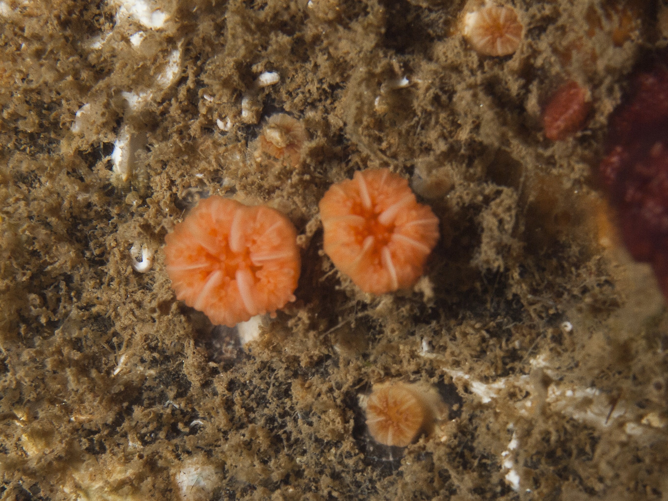 Coral solitario Balanophyllia regía