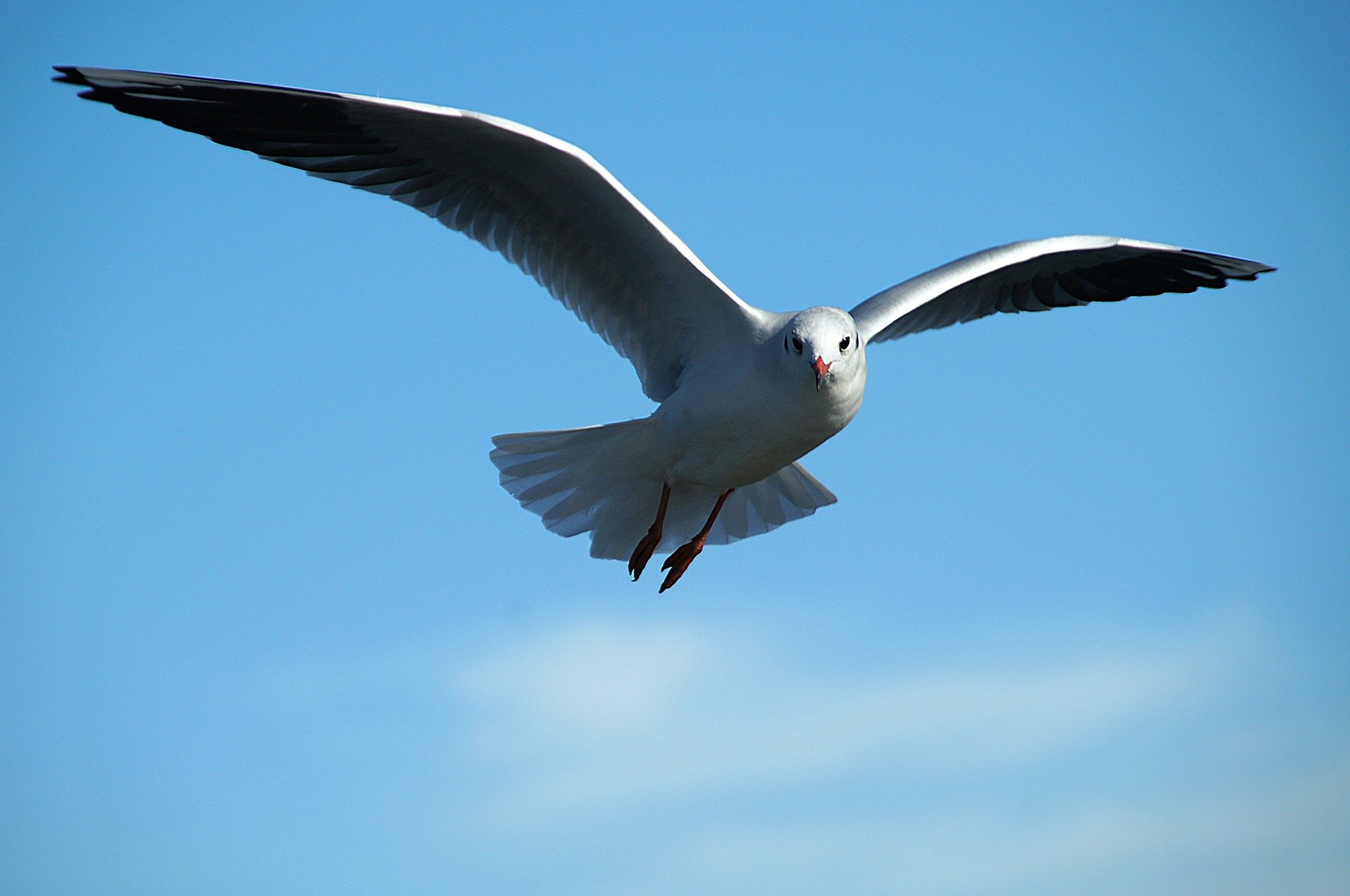 VÍDEO | Las palomas, desesperadas por encontrar comida desde el coronavirus