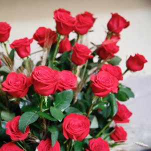 Roses Sant Jordi Sergi Alcàzar