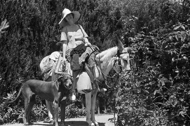 Dorothy Webster encima de una mula en los Jardines de Cap Roig, acompañada de su perro