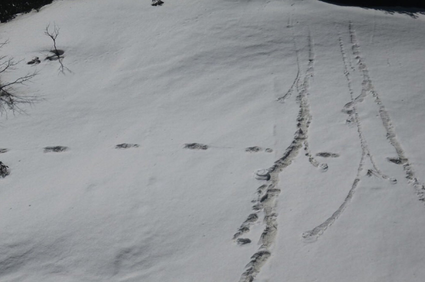 El ejército indio encuentra huellas de yeti cerca del Himalaya