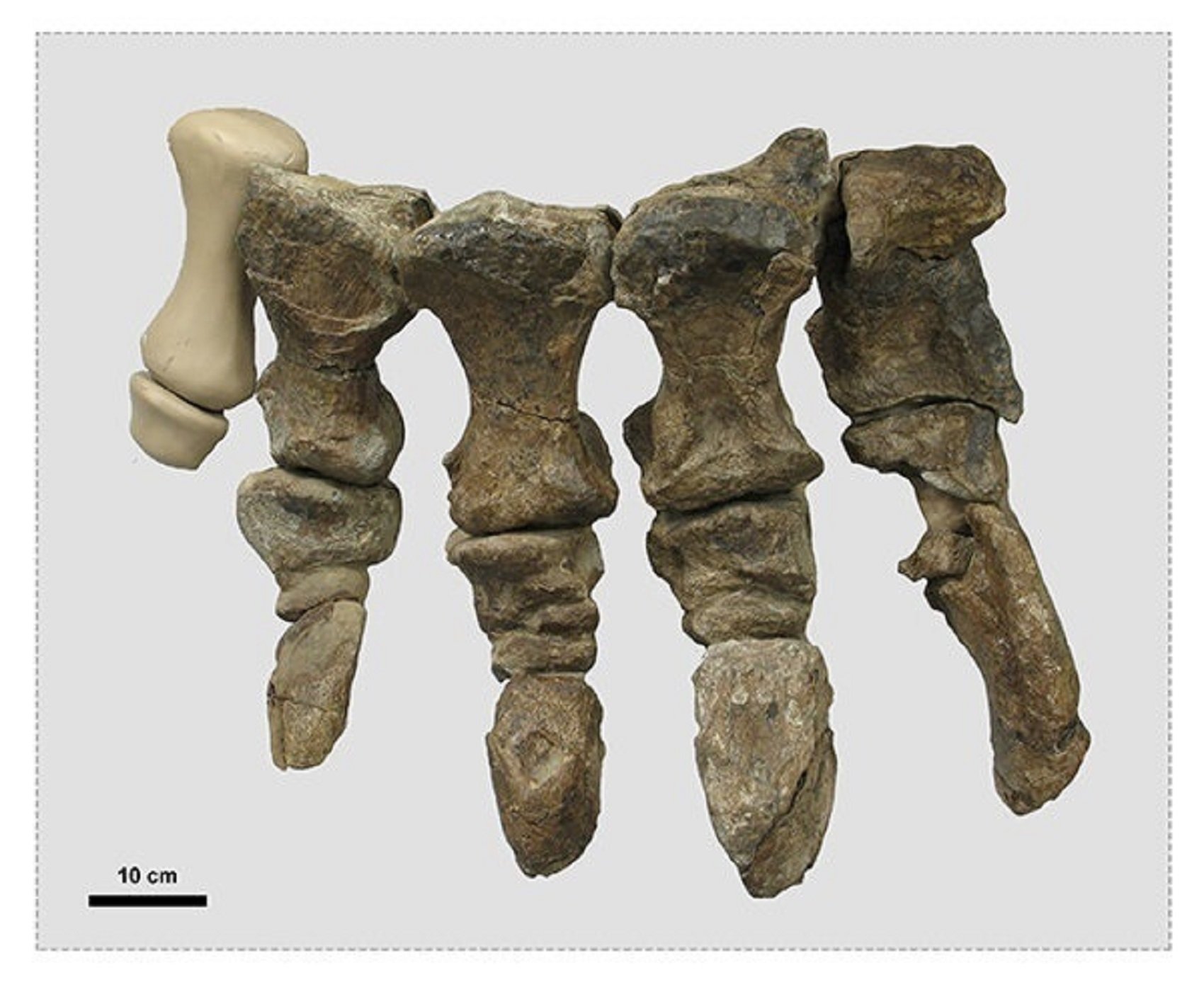 Un dinosaure de 24 tones caminava com si portés talons