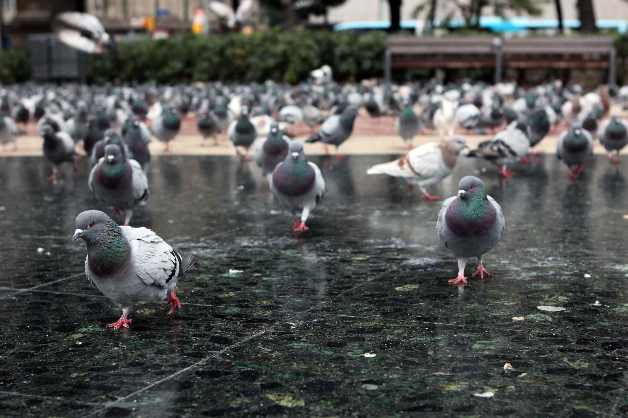 Decomisan dos palomas pintadas y con las alas cortadas en Barcelona