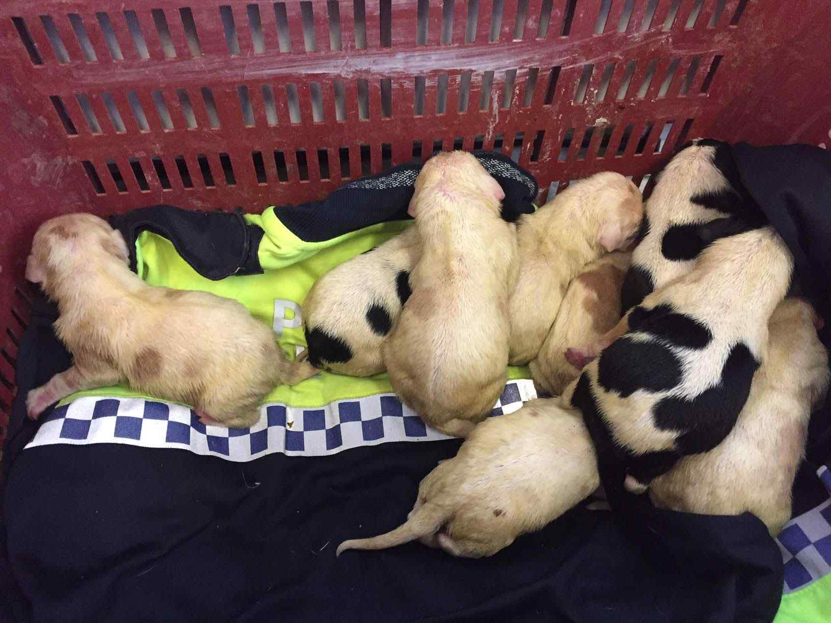 Rescatados nueve cachorros de perro tirados a la basura en Llagostera