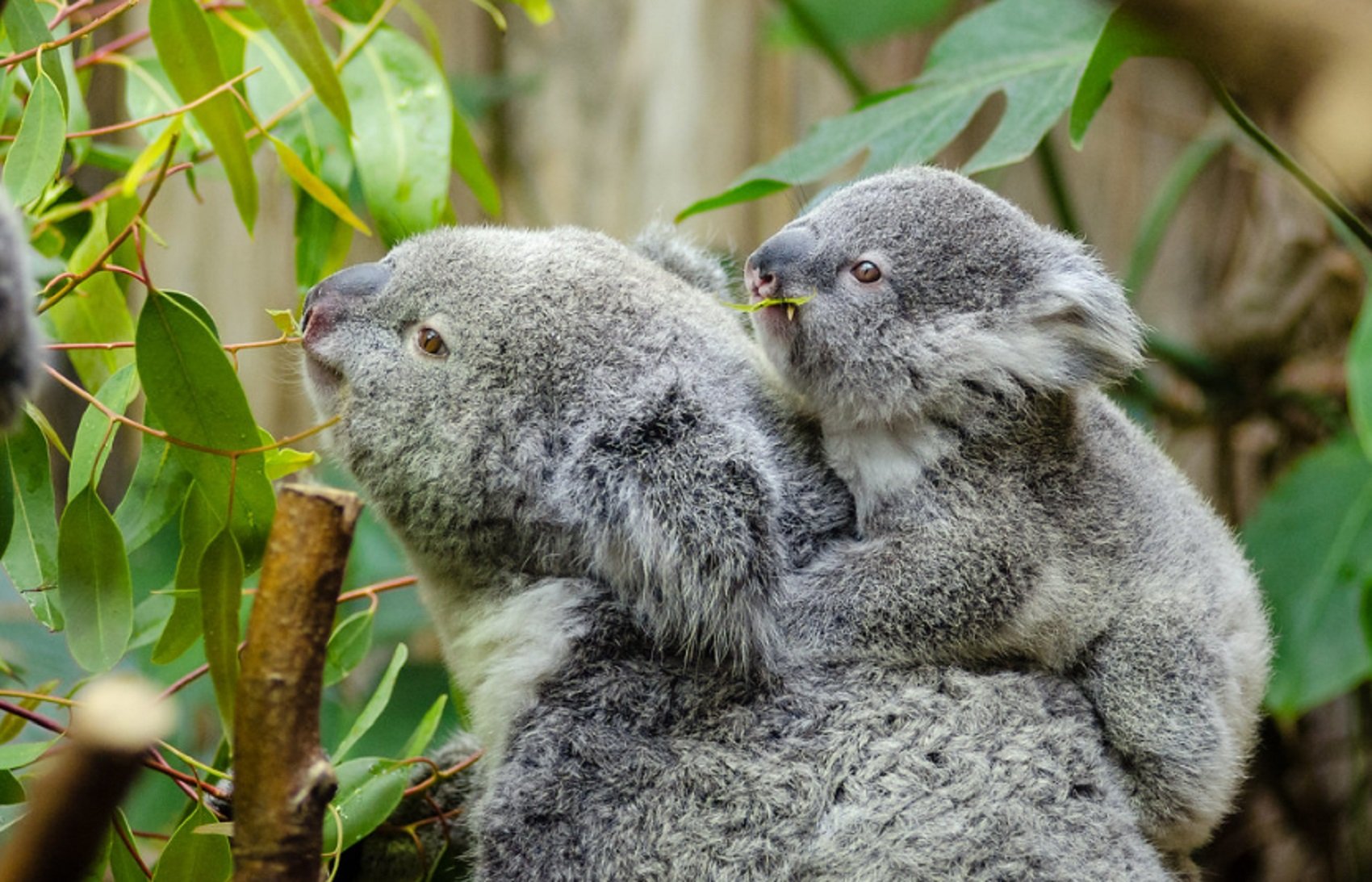 80.000 exemplars: el coala podria estar "funcionalment" extingit