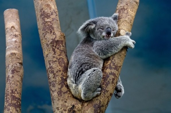 koala Public Domain Pictures