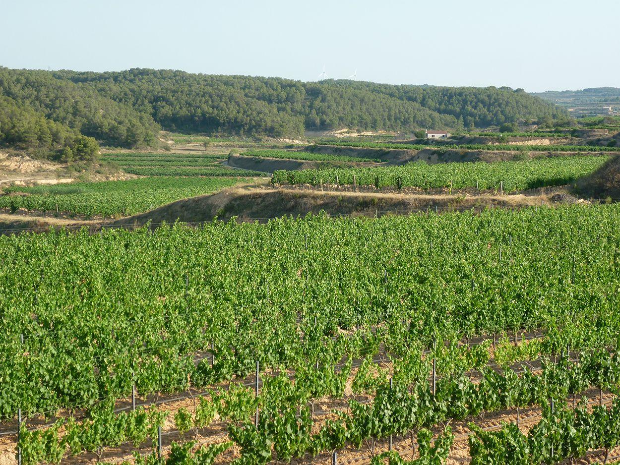 Terra Alta i Montsià: Gastronomia de contrastos