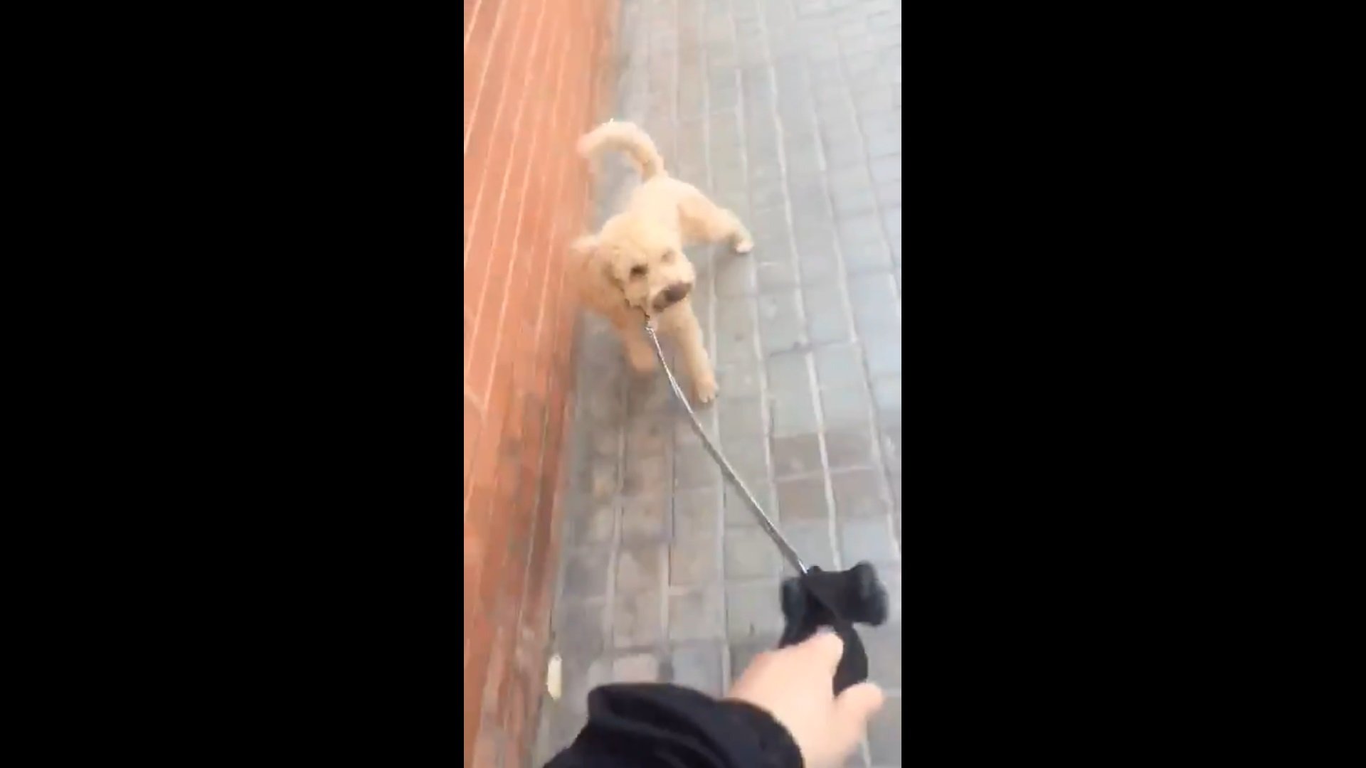 El vídeo viral del gos de Badalona aterroritzat per la campanya