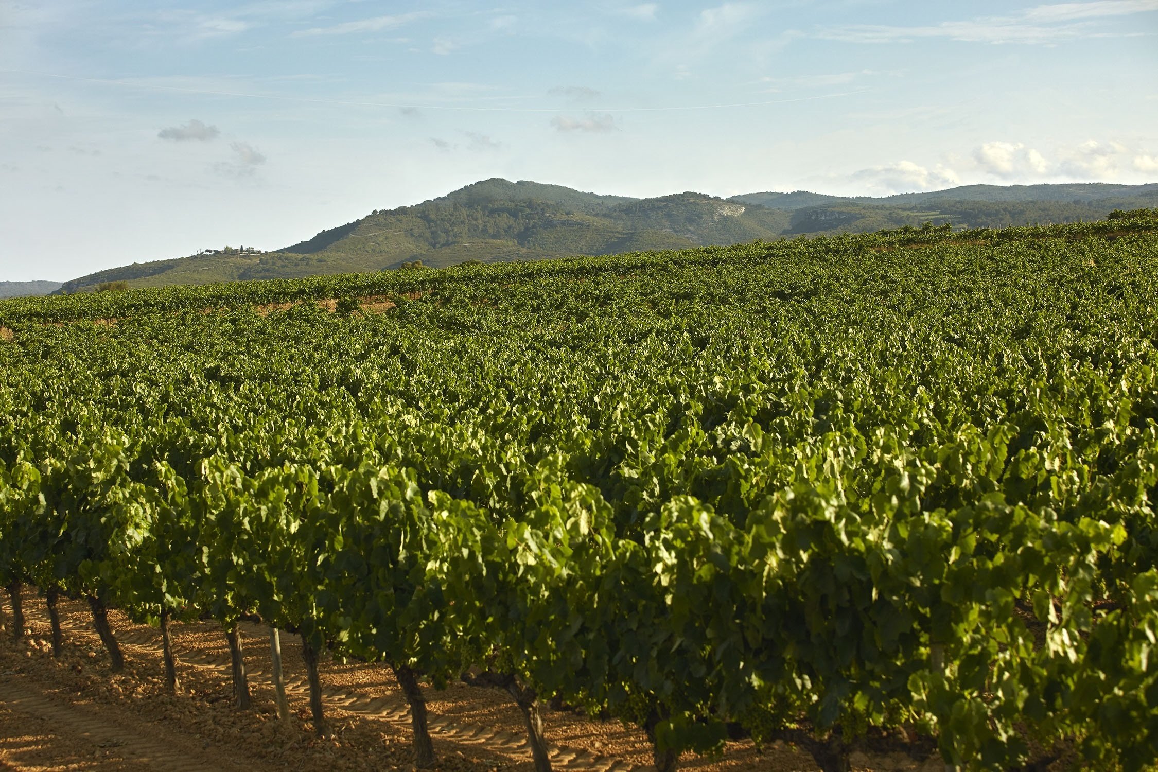 Carlyle posa a la venda Caves Rondel i Masia Bach