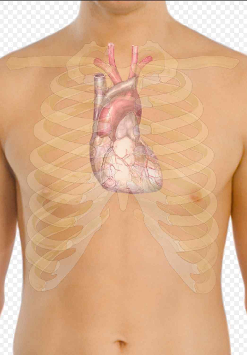 Investigadores catalanes descubren cómo predecir el infarto de miocardio con 10 años de antelación