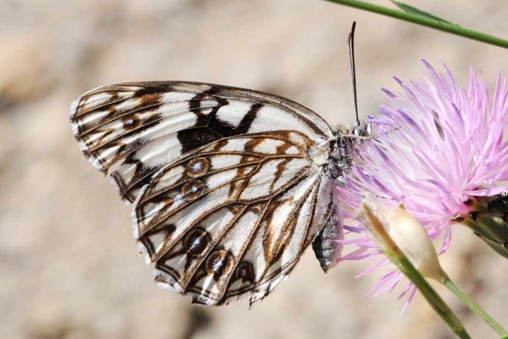 ¿Por qué hay cada vez menos mariposas y pájaros en el Mediterráneo?