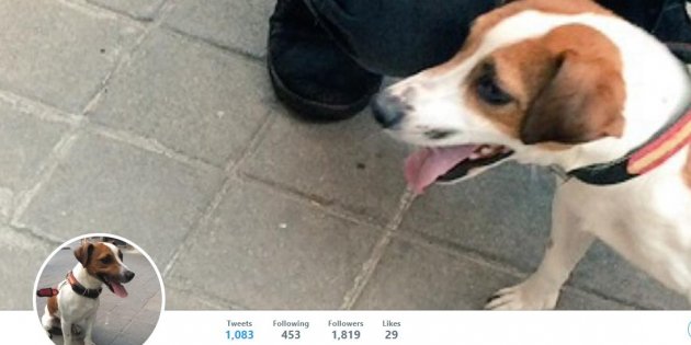 perro esperanza pecas