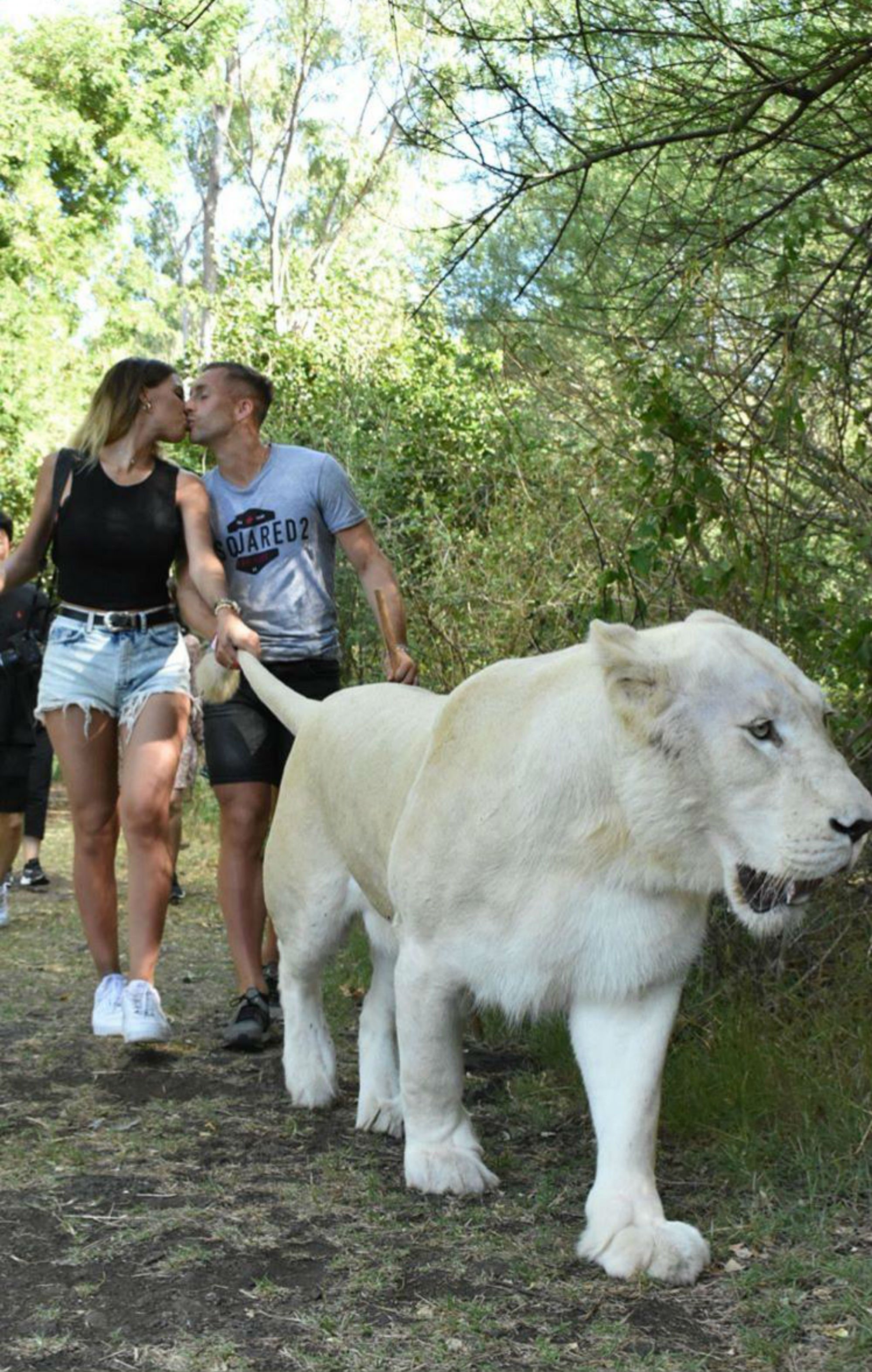 Alud de críticas a Deulofeu por humillar a un león en Instagram