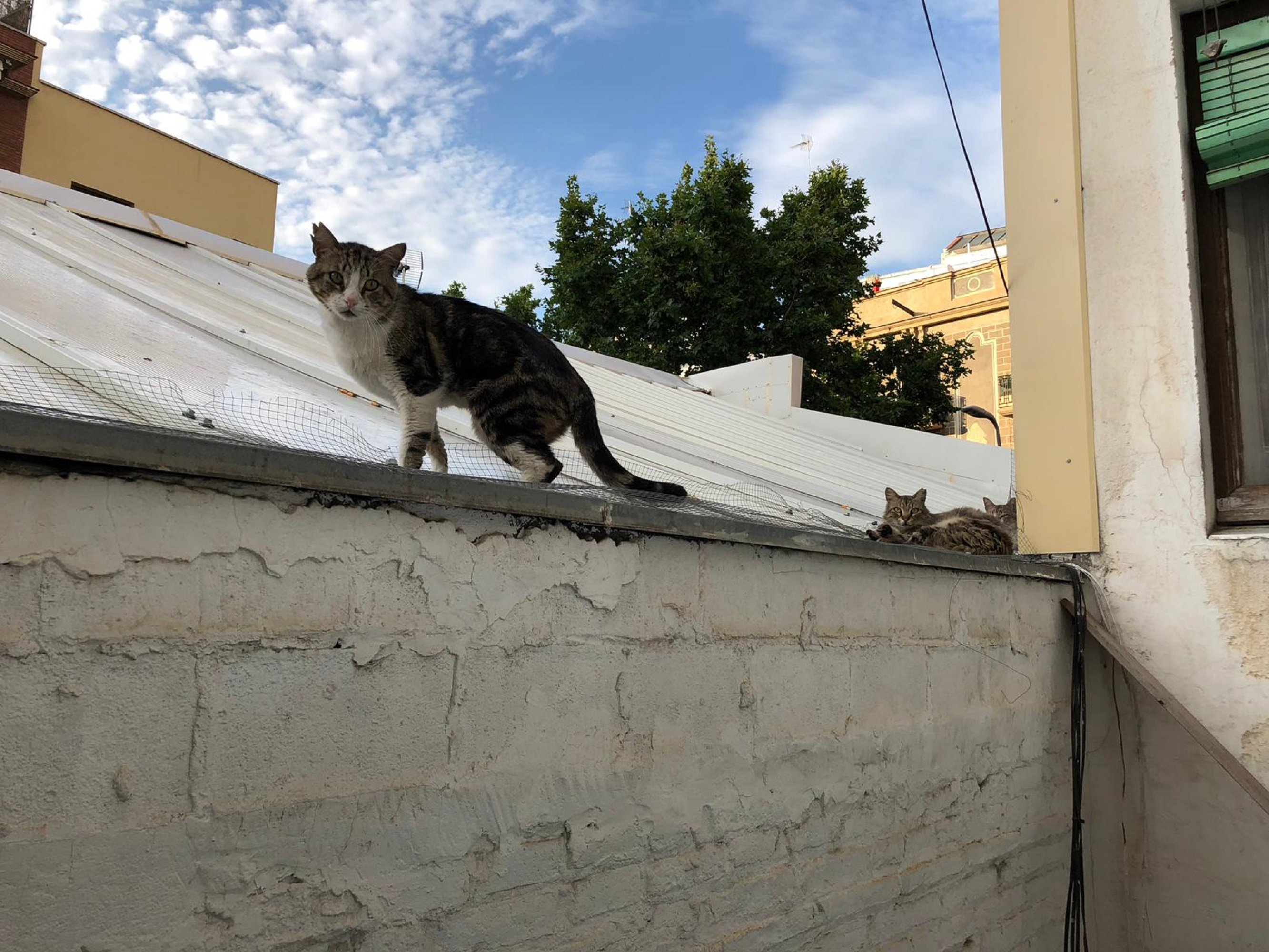 Más de 9.000 gatos viven asilvestrados en las calles de Barcelona