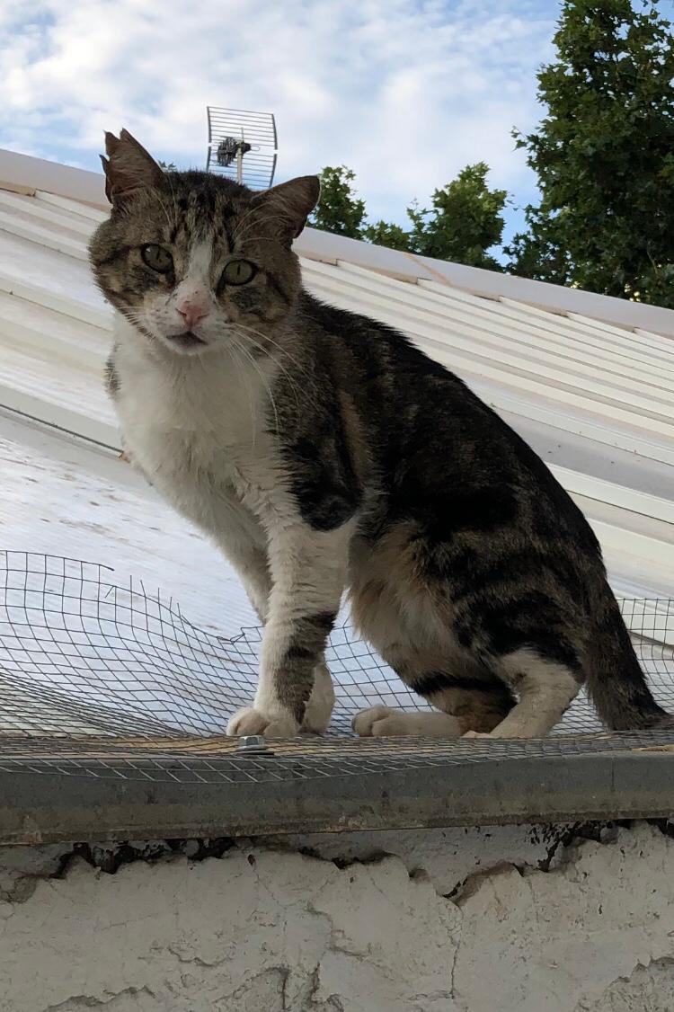 Las personas pueden transmitir el coronavirus a los gatos, pero no al revés