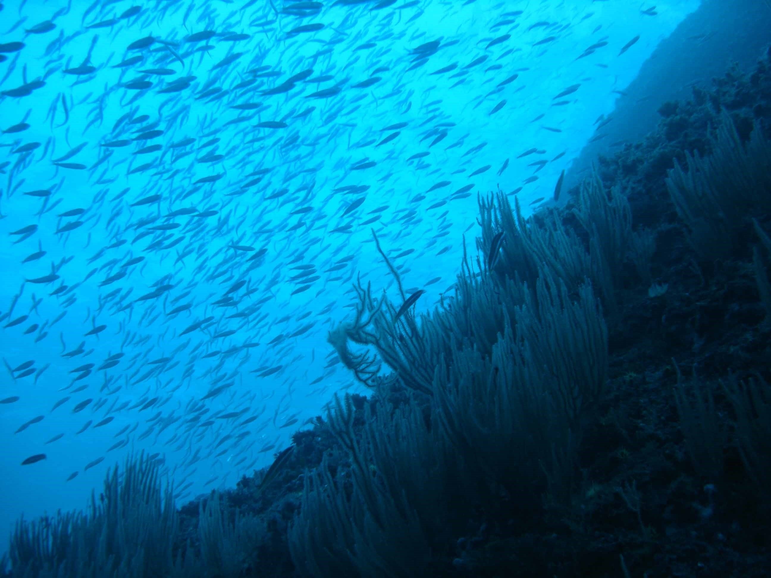 El calentamiento de los mares podría reducir un 17% la biomasa de especies a nivel global