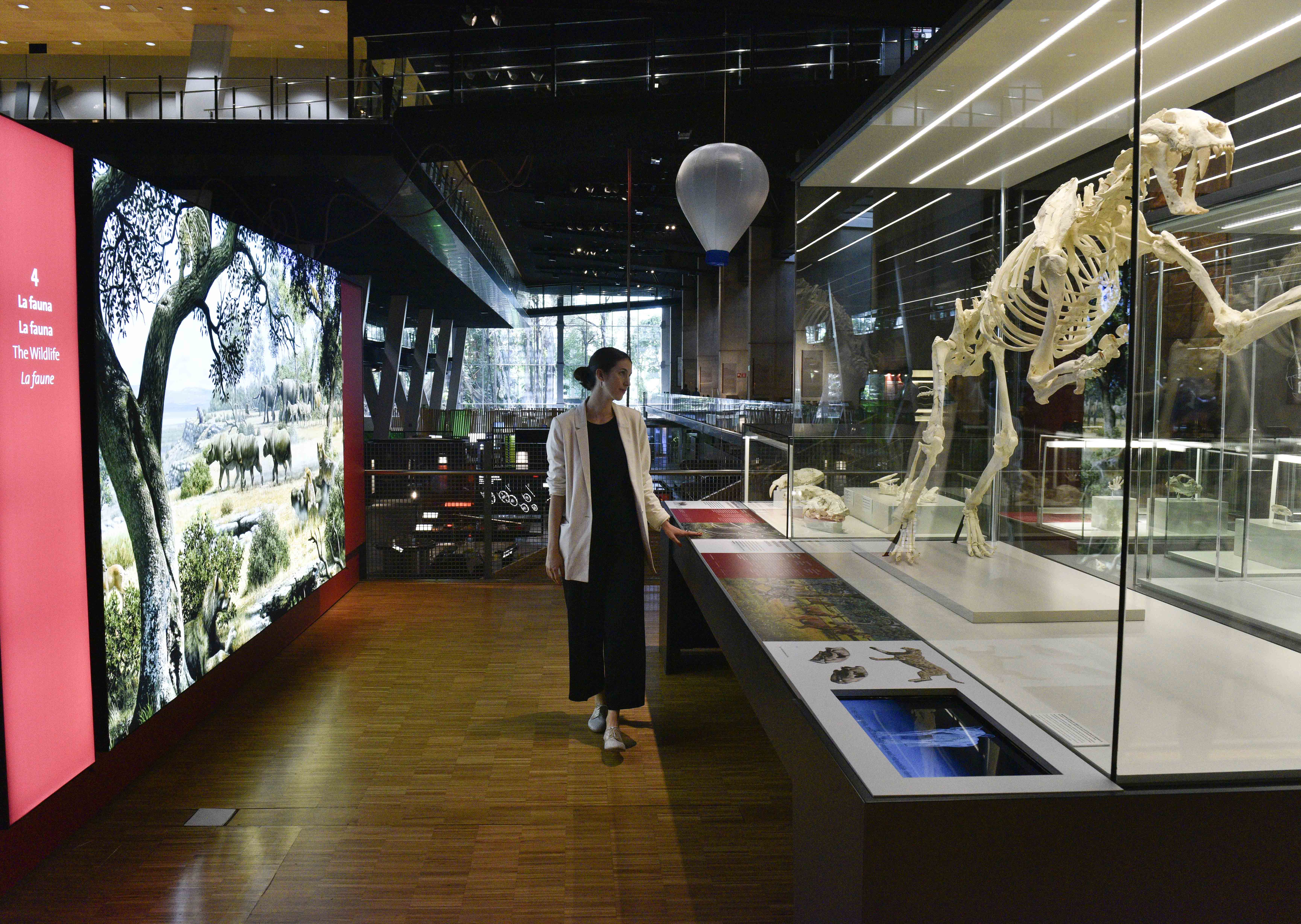 exposició i 'Sabres i mastodonts' la megafauna del mioce i a cosmocaixa caixa